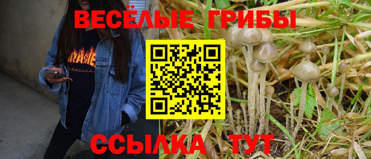 Галлюциногенные грибы Psilocybe Губкин
